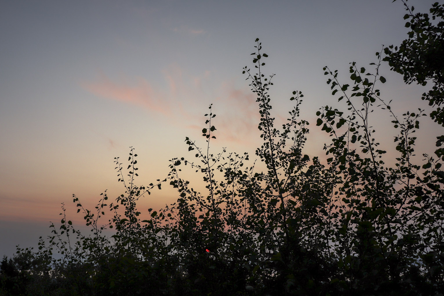 birch trees sillouetted against sunset